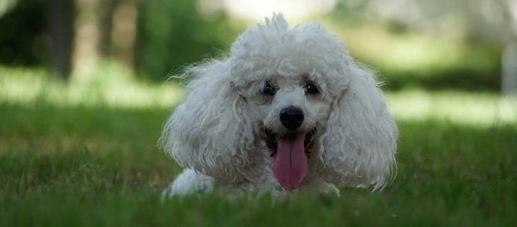 ilustração poodle