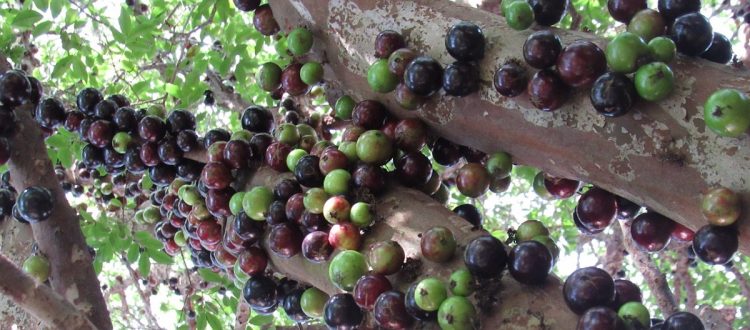 ilustração jabuticaba